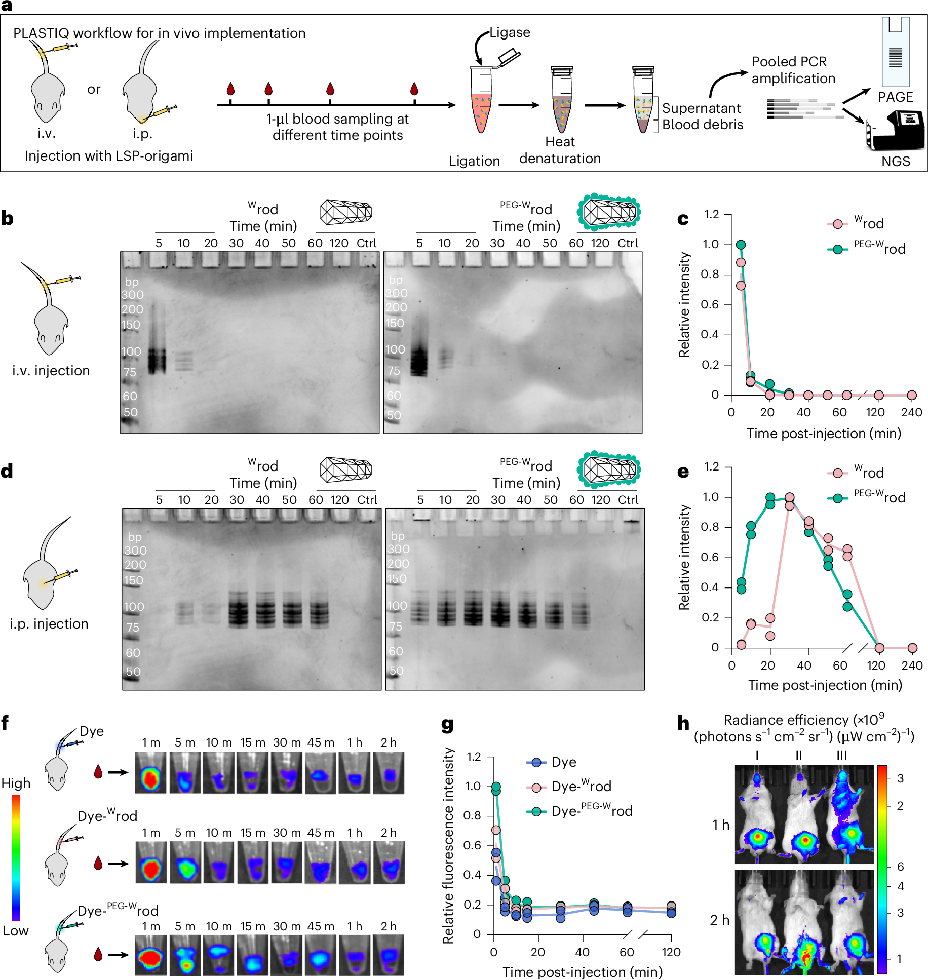 Fig. 3: Tracking of DNA origami in vivo integrity using PLASTIQ.
