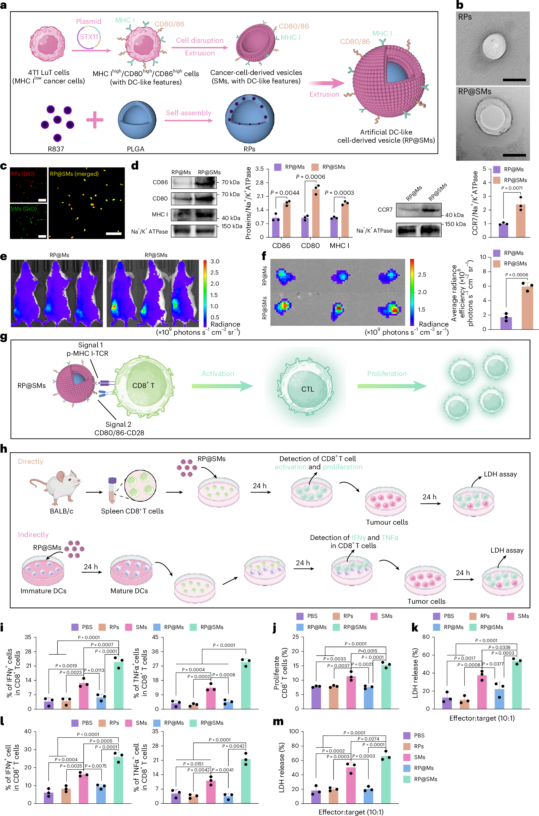 Fig. 3: Preparation, characterization, CD8+ T cell activation and LN targeting of RP@SMs.