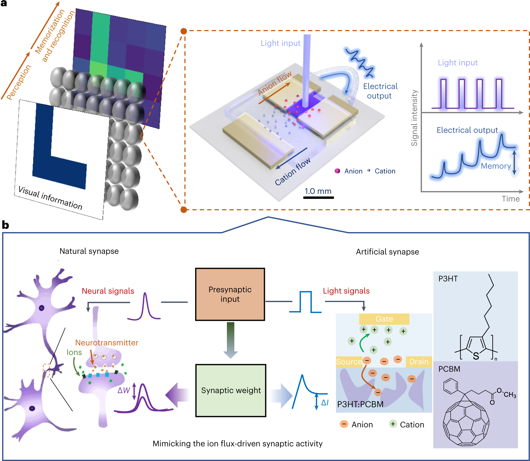 Organic optoelectronic synapse based on photon-modulated electrochemical  doping