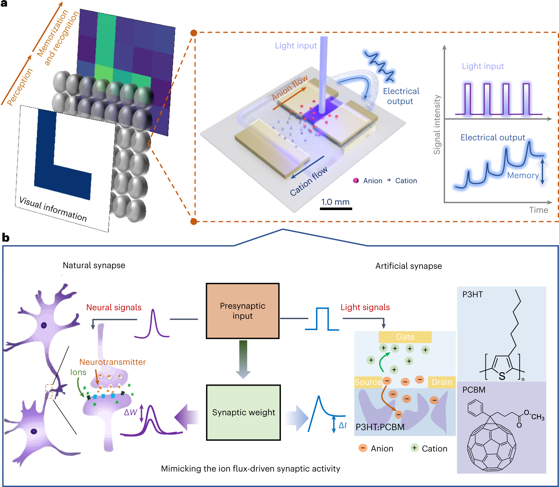 Optoelectronic Artificial Synapses Based on Two-Dimensional  Transitional-Metal Trichalcogenide