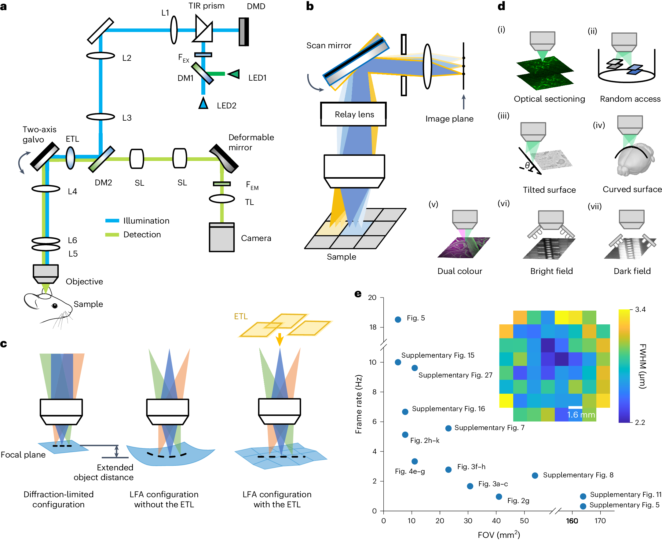 Random-access wide-field mesoscopy for centimetre-scale imaging of  biodynamics with subcellular resolution | Nature Photonics