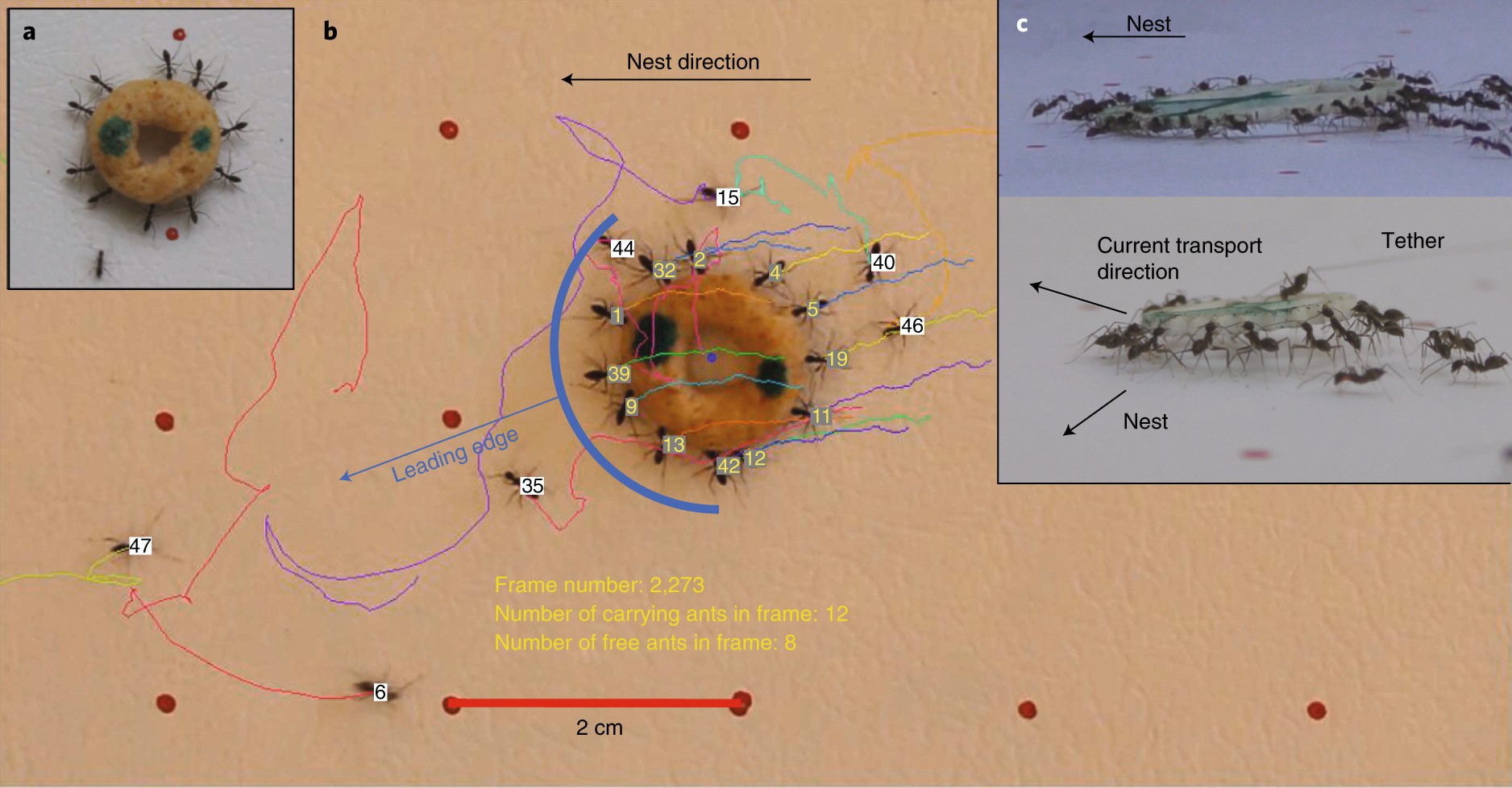 The Physics Of Cooperative Transport In Groups Of Ants Nature Physics