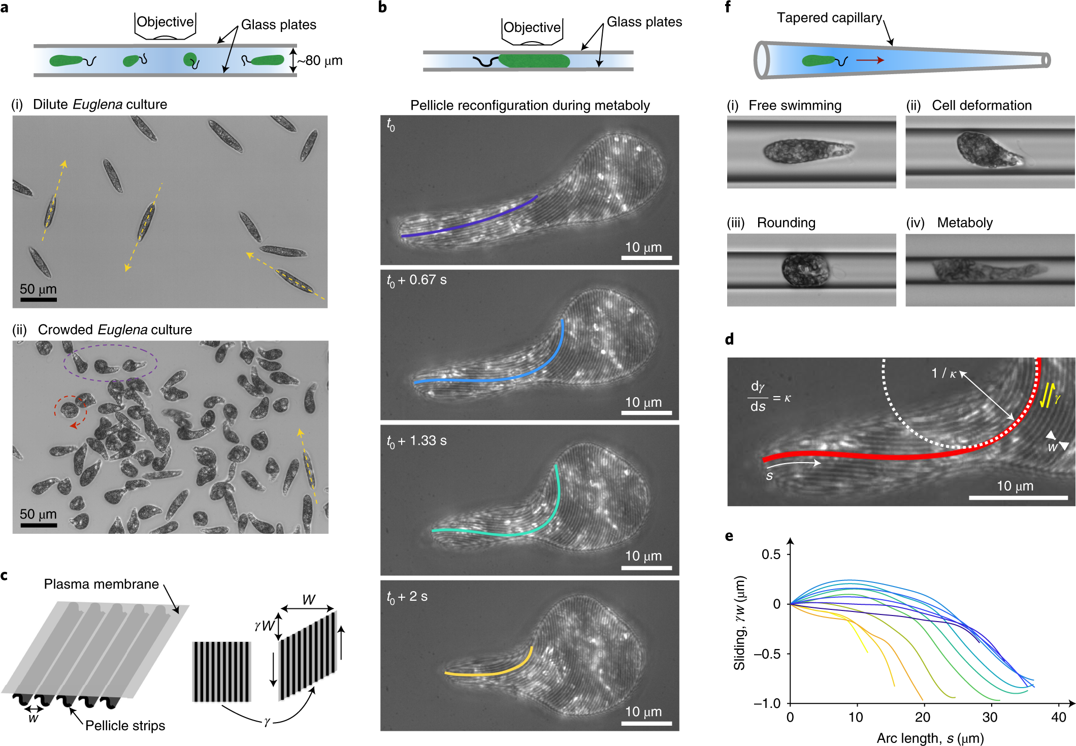 Swimming Euglena Respond To Confinement With A Behavioural Change Enabling Effective Crawling Nature Physics