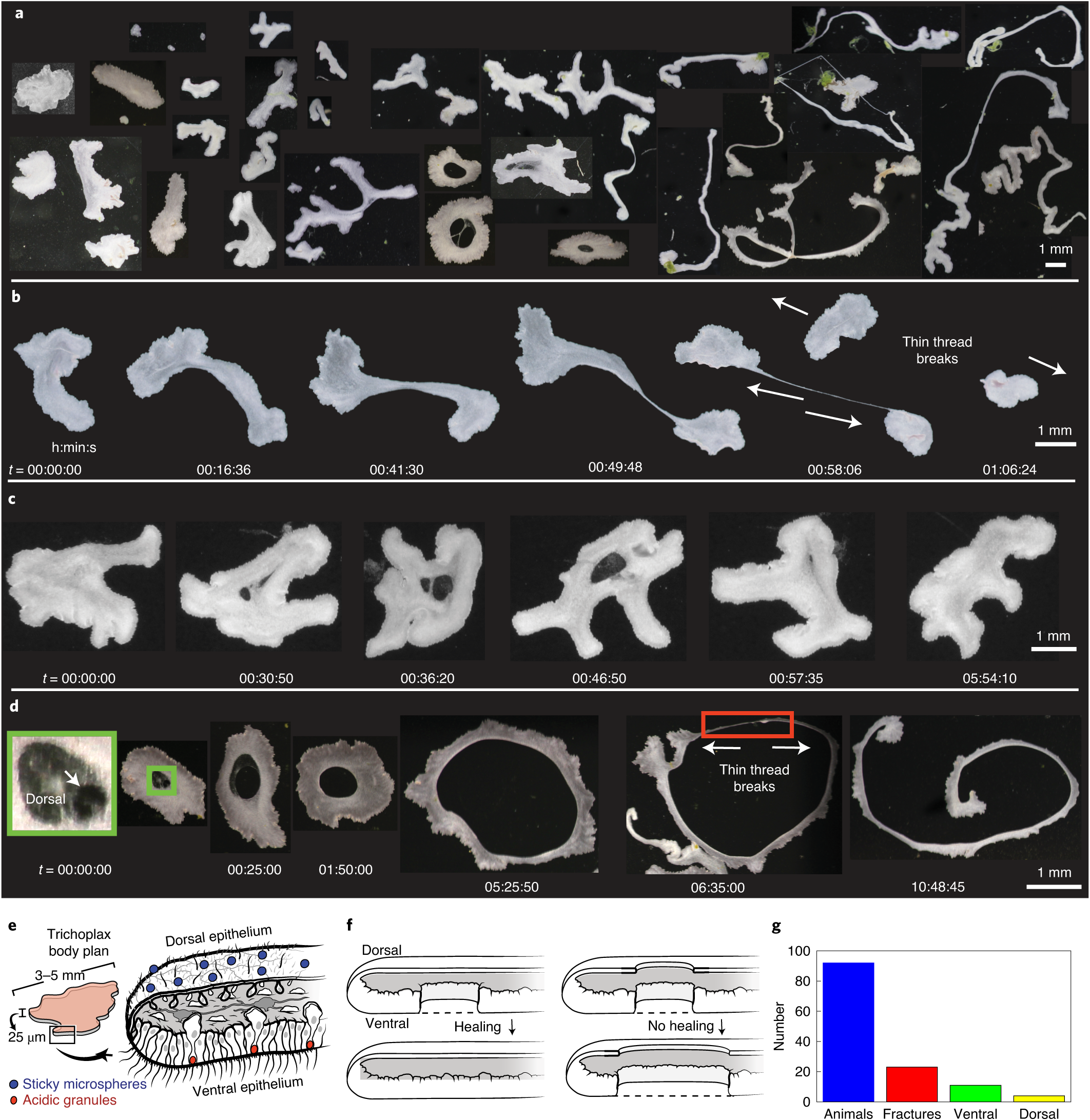 Motility-induced fracture reveals a ductile-to-brittle crossover in a simple animal's epithelia | Nature Physics Motility-induced fracture reveals a ductile-to-brittle crossover in a simple animal's epithelia | Nature Physics