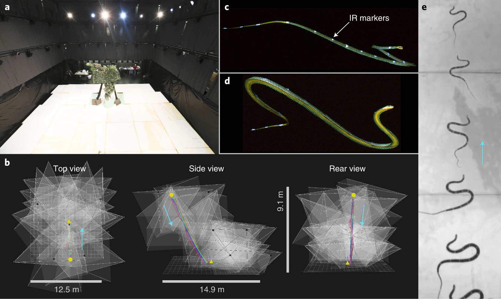 Mystery of How Flying Snakes Move Solved by 3D Modeling and Motion Capture