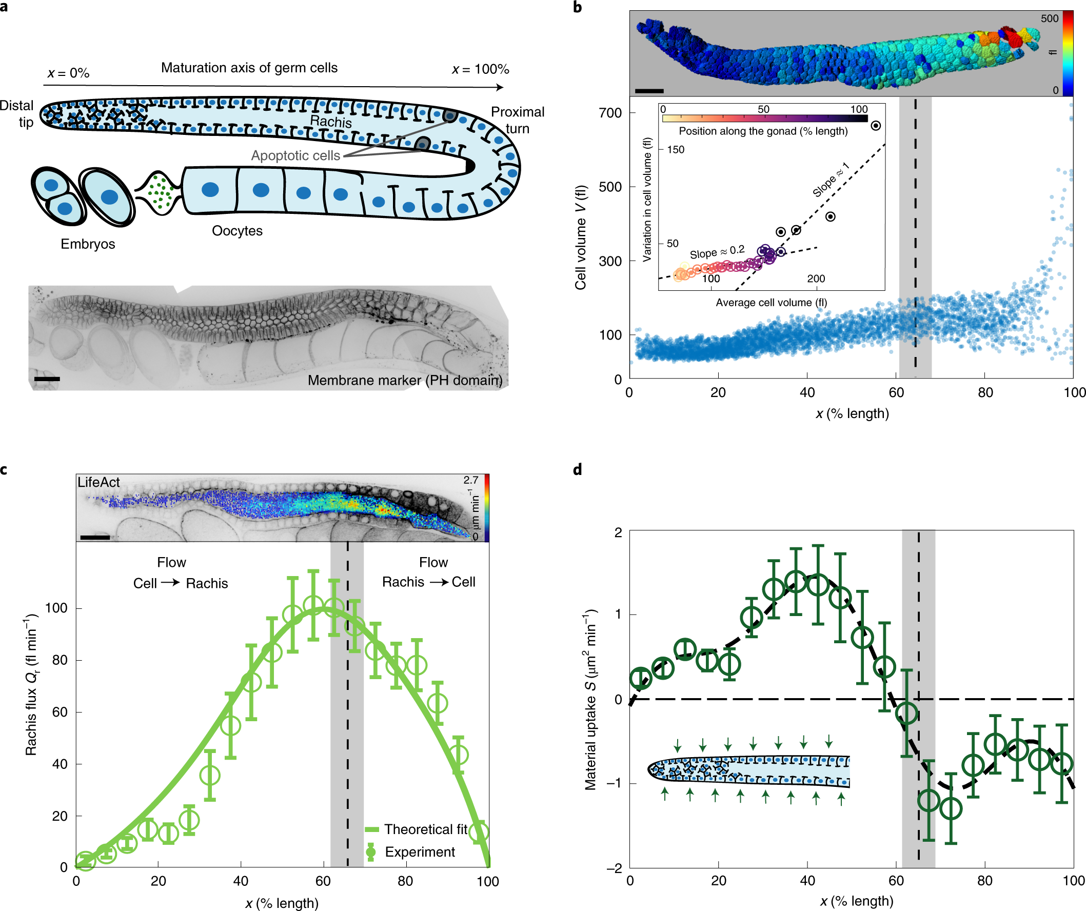 A hydraulic instability drives the cell death decision in the nematode  germline | Nature Physics