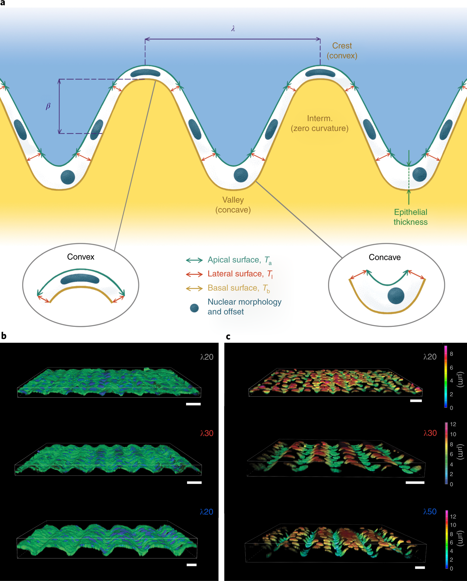 Cell monolayers sense curvature by exploiting active mechanics and nuclear  mechanoadaptation | Nature Physics