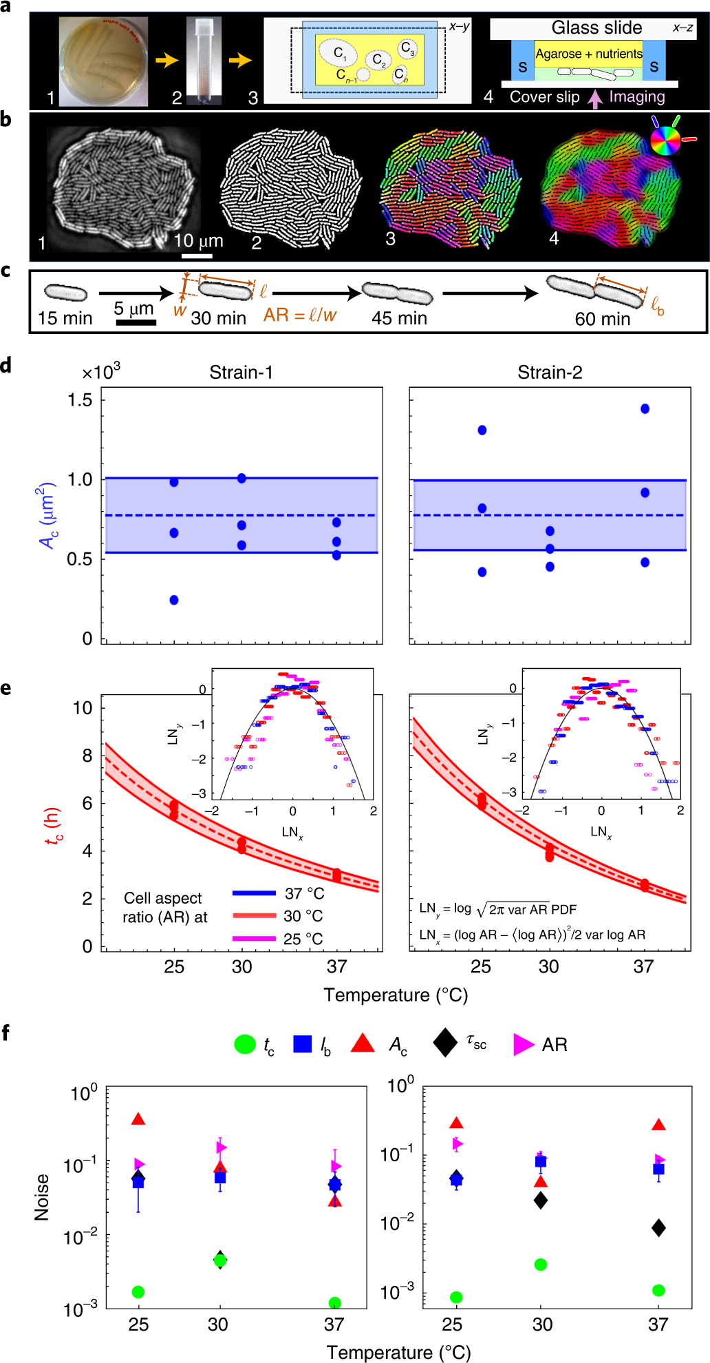 The energy spread ratio of the standard HGHG and self-modulation HGHG