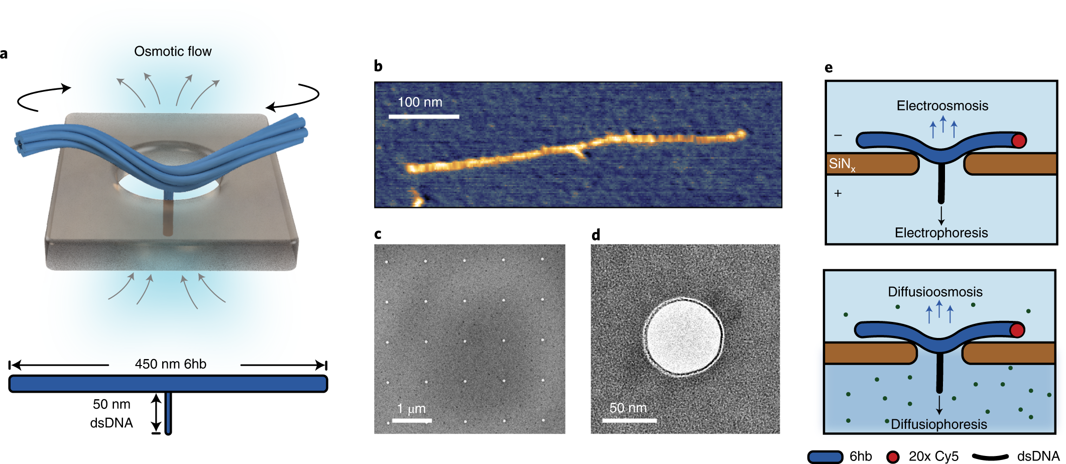 Sustained unidirectional rotation of a self-organized DNA rotor on a  nanopore | Nature Physics