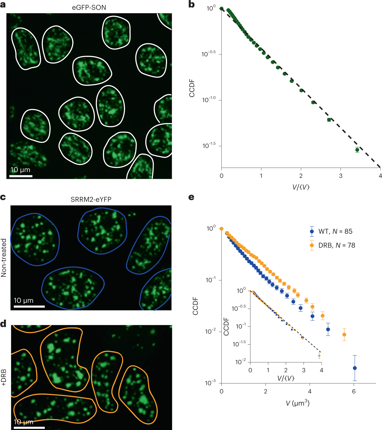 Size distributions of intracellular condensates reflect competition between  coalescence and nucleation