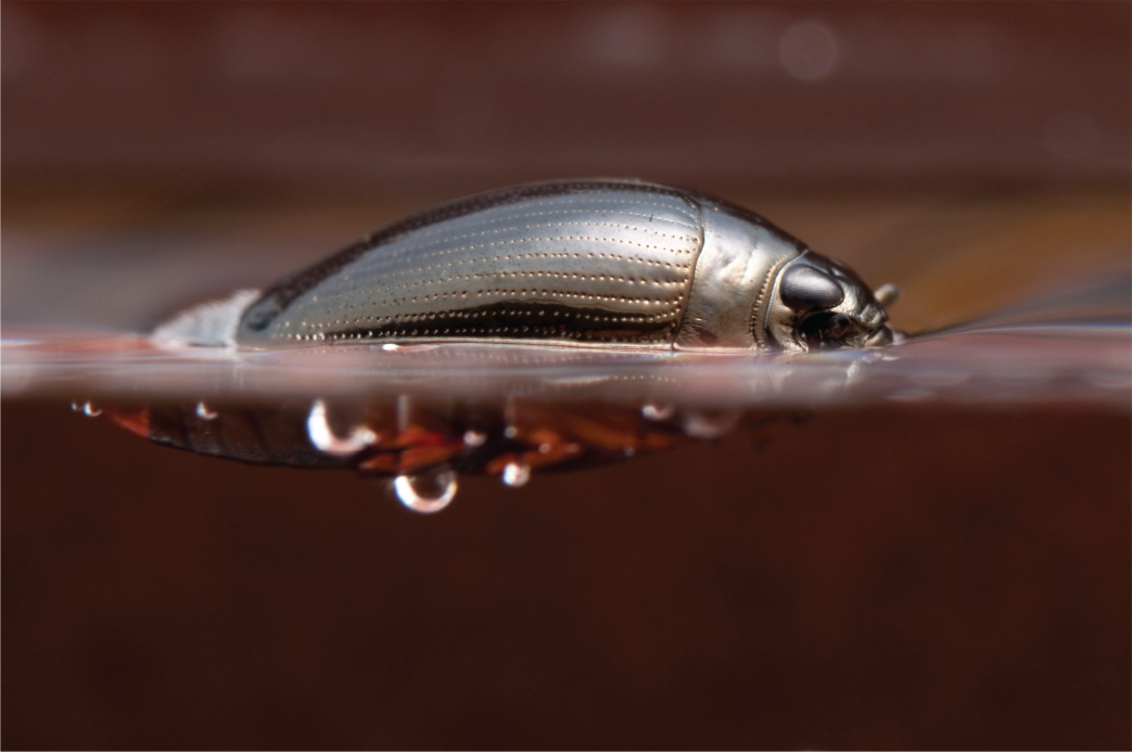 #Насекомые_Insecta Вертячка Gyrinus substriatus 2020 Беспозвоночные Invertebrate