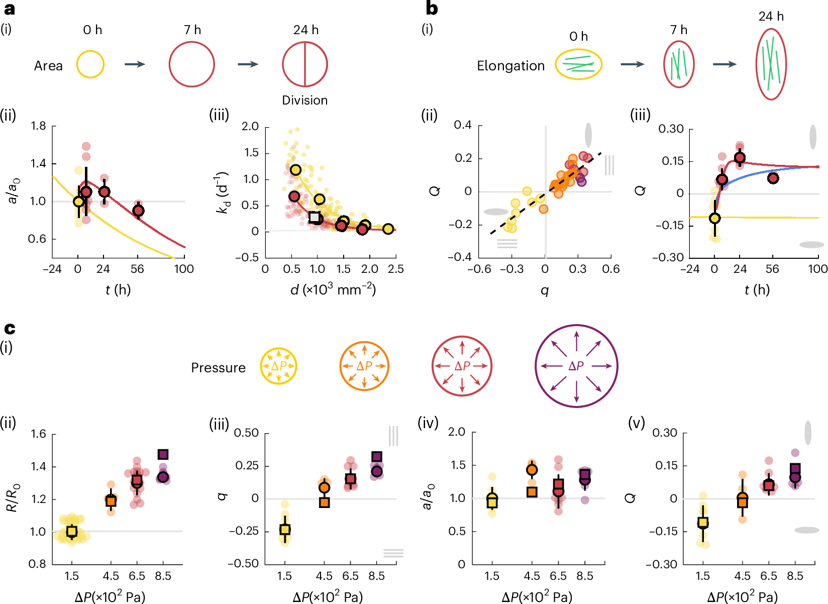 Fig. 5: Dynamics of cell area, elongation and response to a range of pressures.