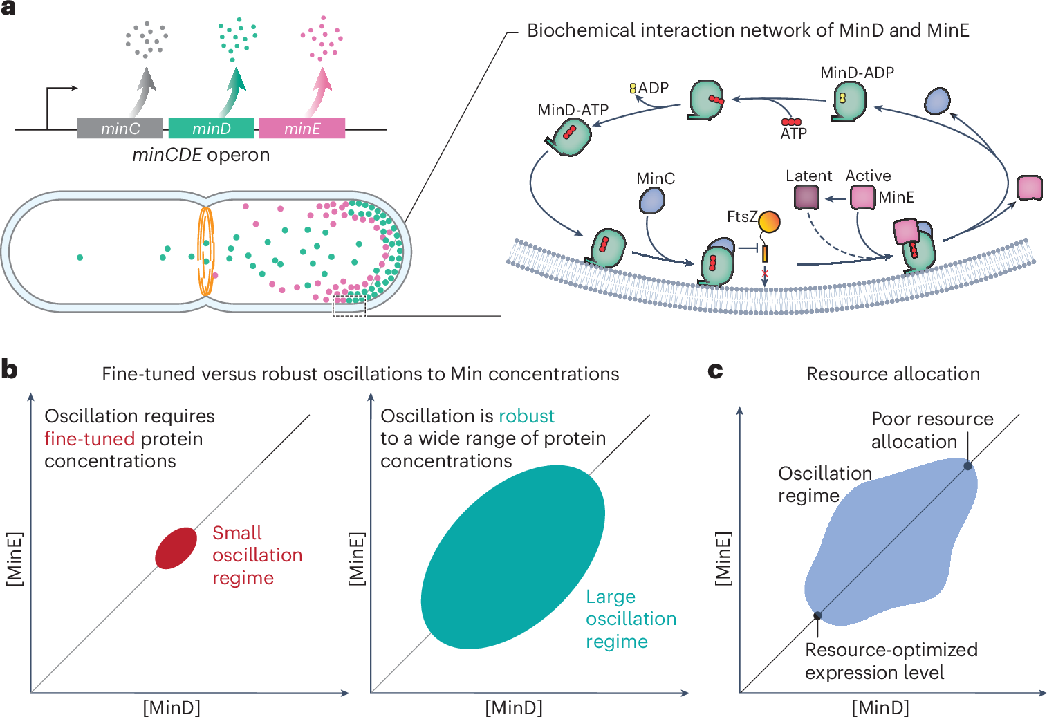 生物学的パターン:タンパク質貯蔵庫による安定性(Biological patterns: stability through protein reservoirs)