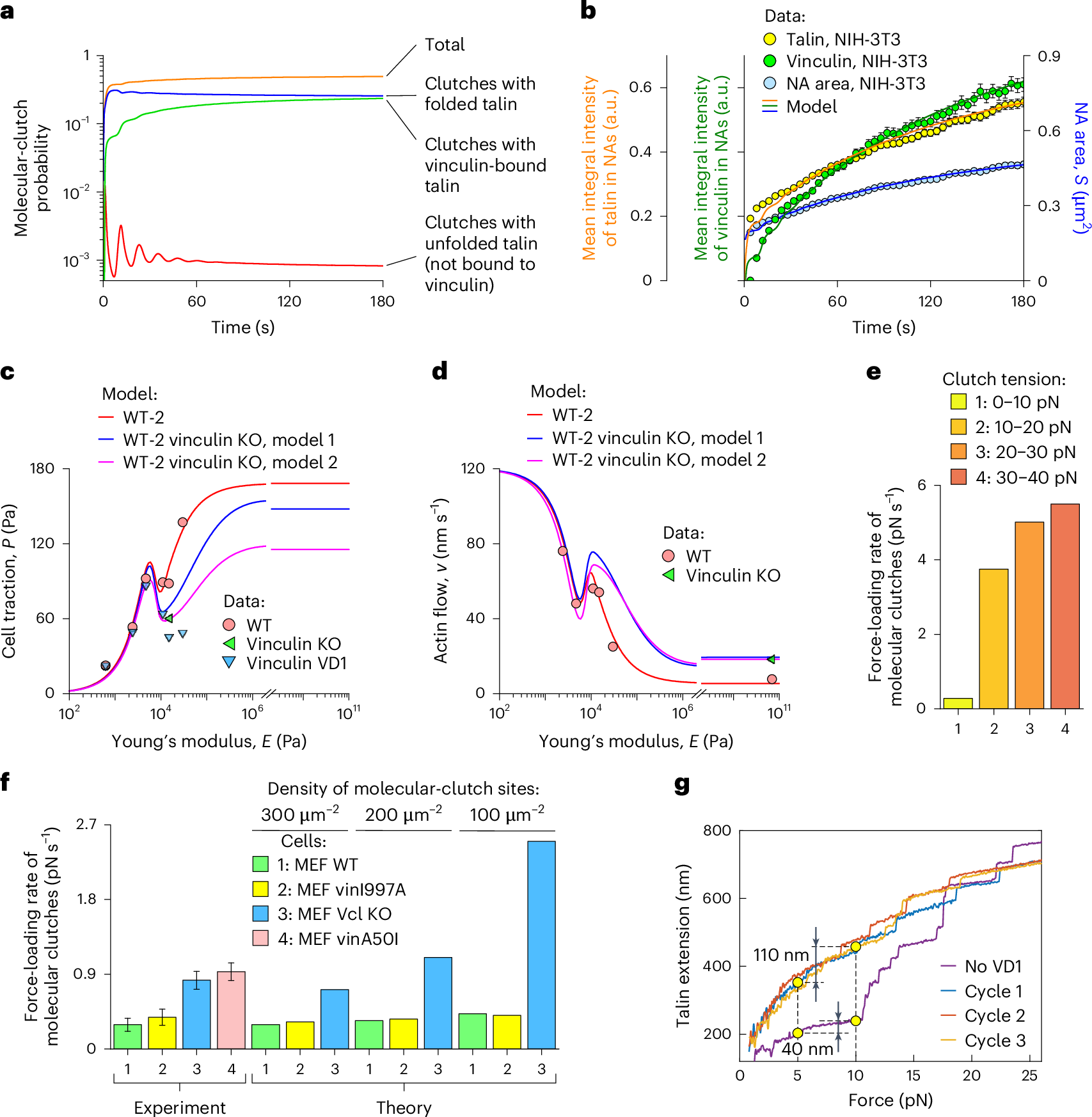 Fig. 4: Vinculin recruitment modulates molecular-clutch stability and force-loading rate.