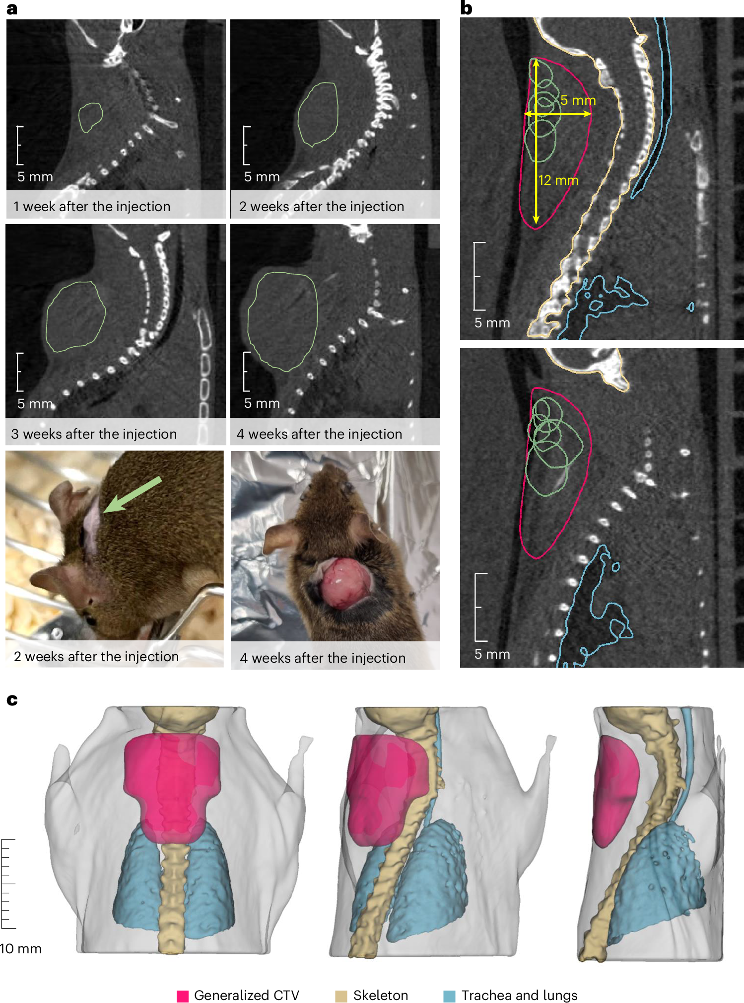 放射性イオンビームによる新たながん治療法を初めて小動物で実証(New approaches for cancer therapy: First tumor treatment with radioactive ion beams)