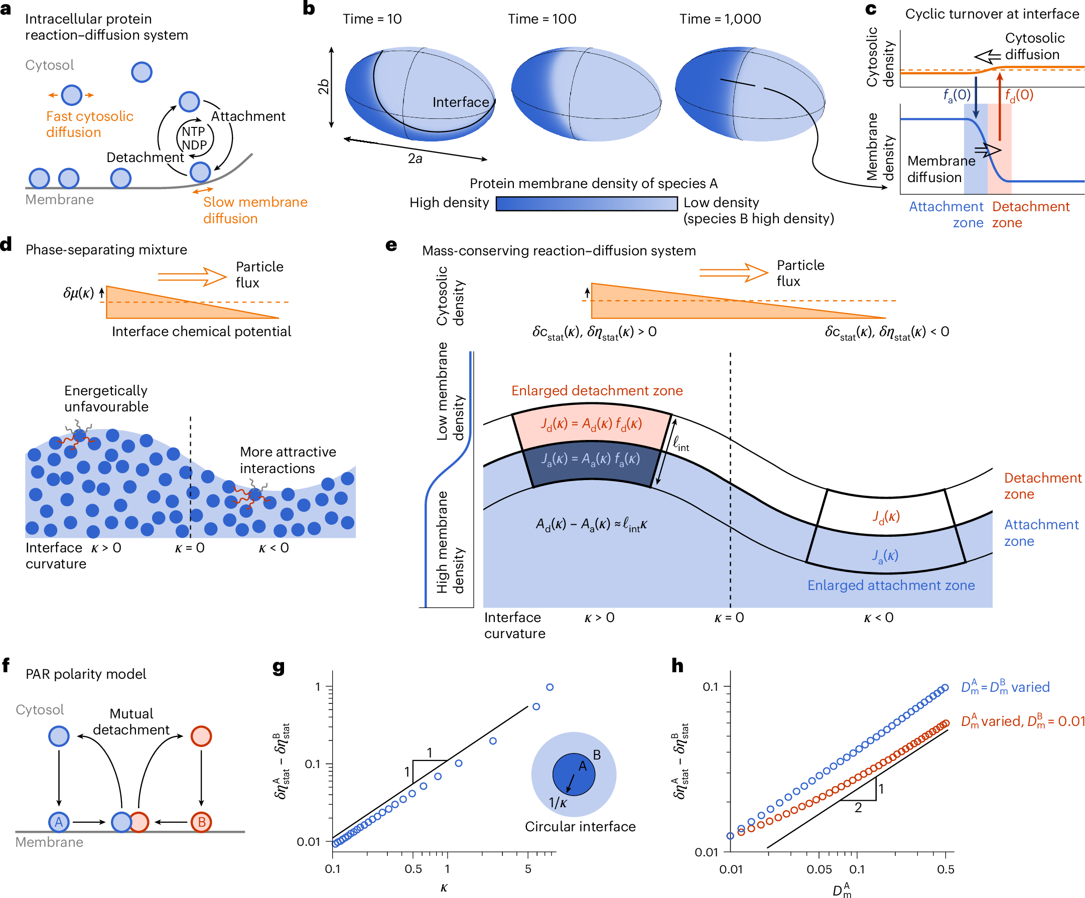 タンパク質パターン形成の生物物理学的メカニズムを解明(Biophysics: Pattern formation of protein pattern interfaces)