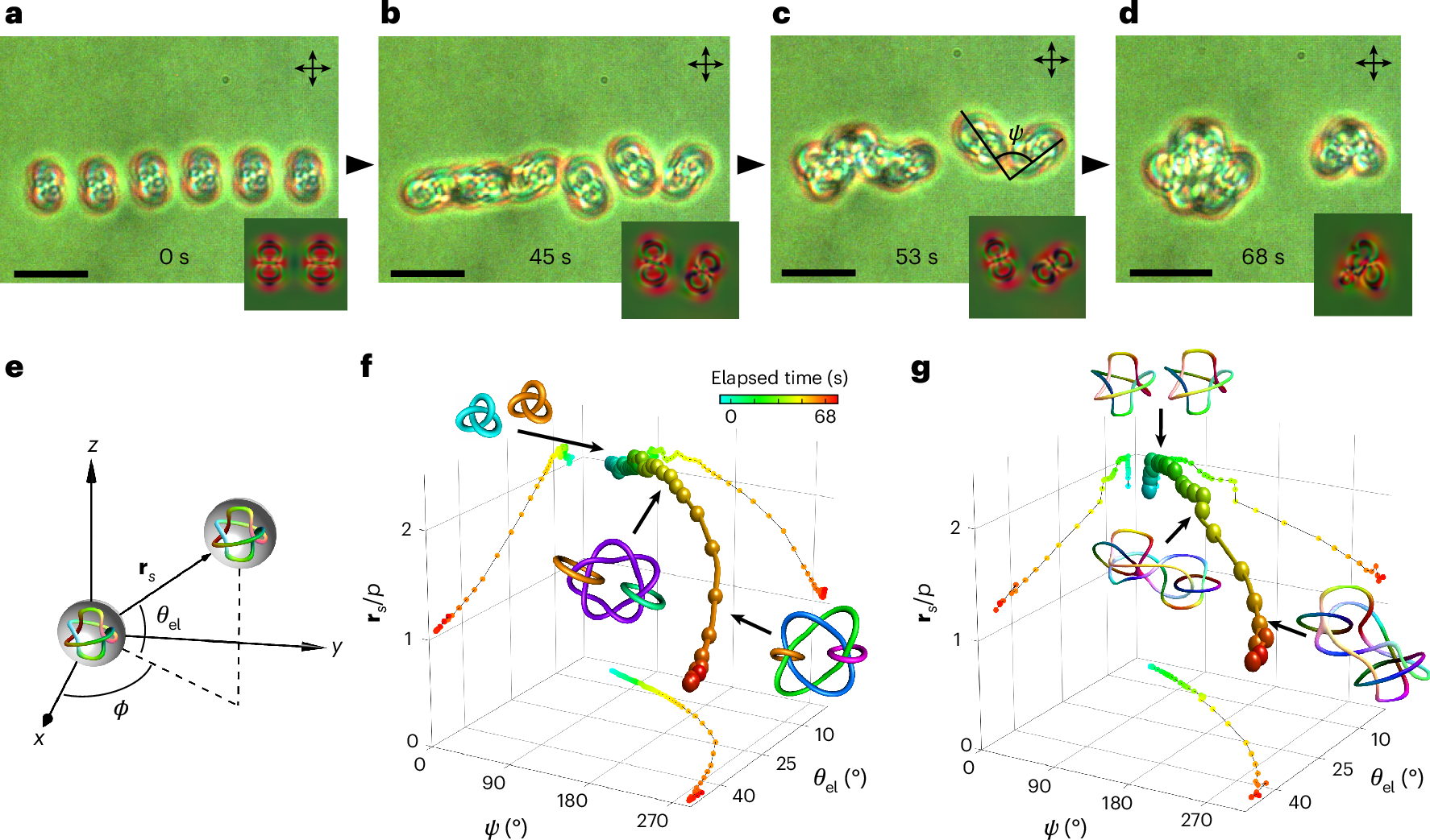 Fig. 3: Orientation-dependent fusion of vortex knots.