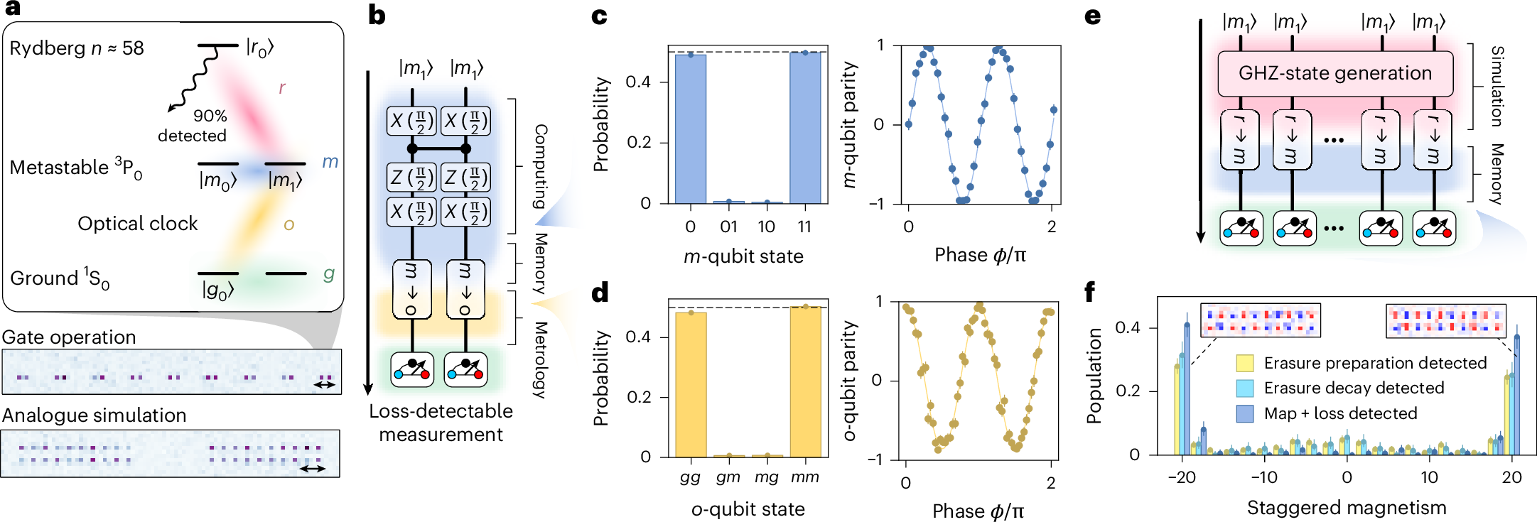 Ytterbium-171 atoms can store quantum information in different ways, with their own applications and advantages. Now the ability to coherently transfer entangle