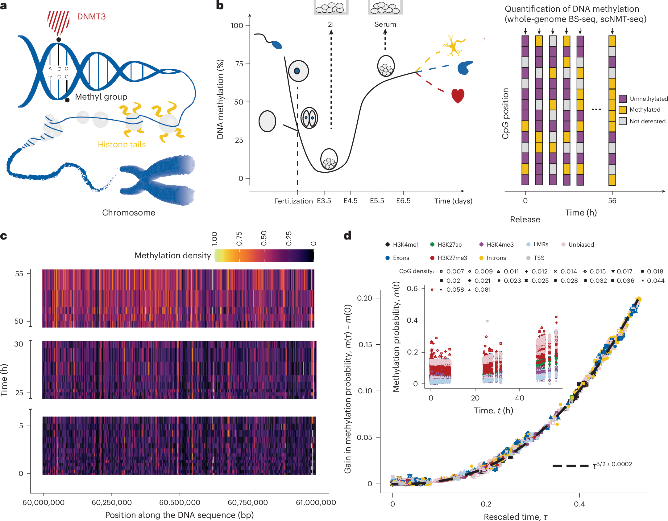 胚エピゲノムの自己組織化の物理原理を解明（How the embryonal epigenome organizes itself）