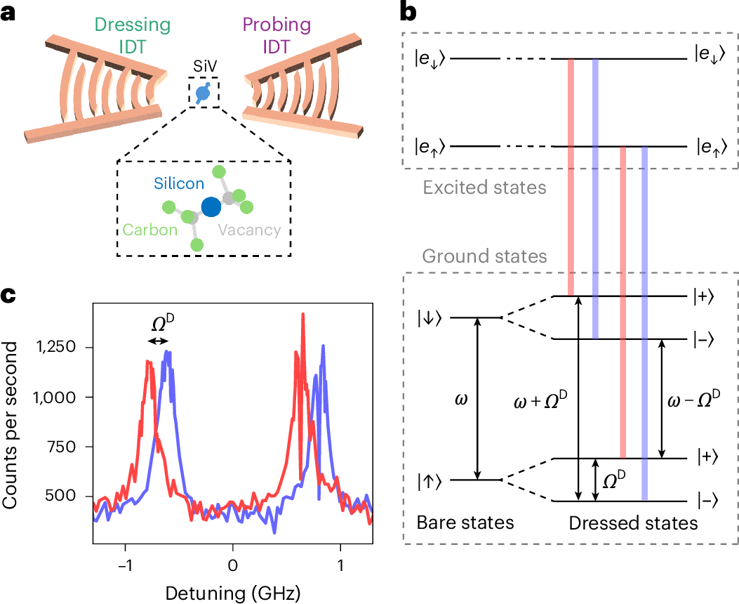 Silicon–vacancy spins can be used in phononic quantum devices, but improvements in coherence times are still required. It has now been shown that the spin coher