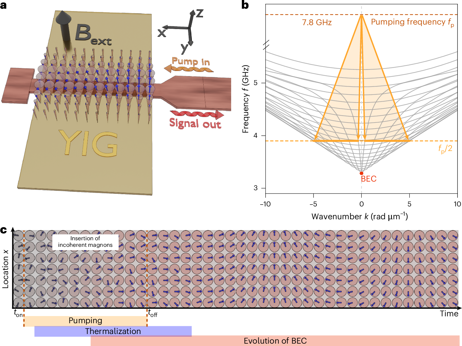 Directly observing how a coherent global phase forms has long been challenging. Now an incoherent magnon gas is observed to transform into a state with a macros