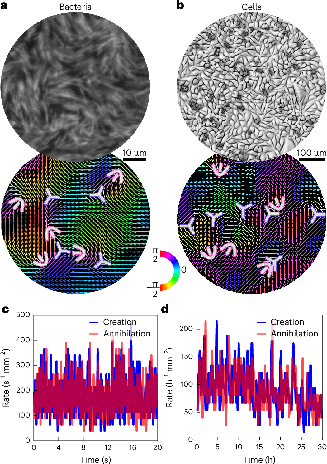 Creation and annihilation of topological defects are prevalent in active materials. It is now shown that in living systems with nematic order, polar propulsion 