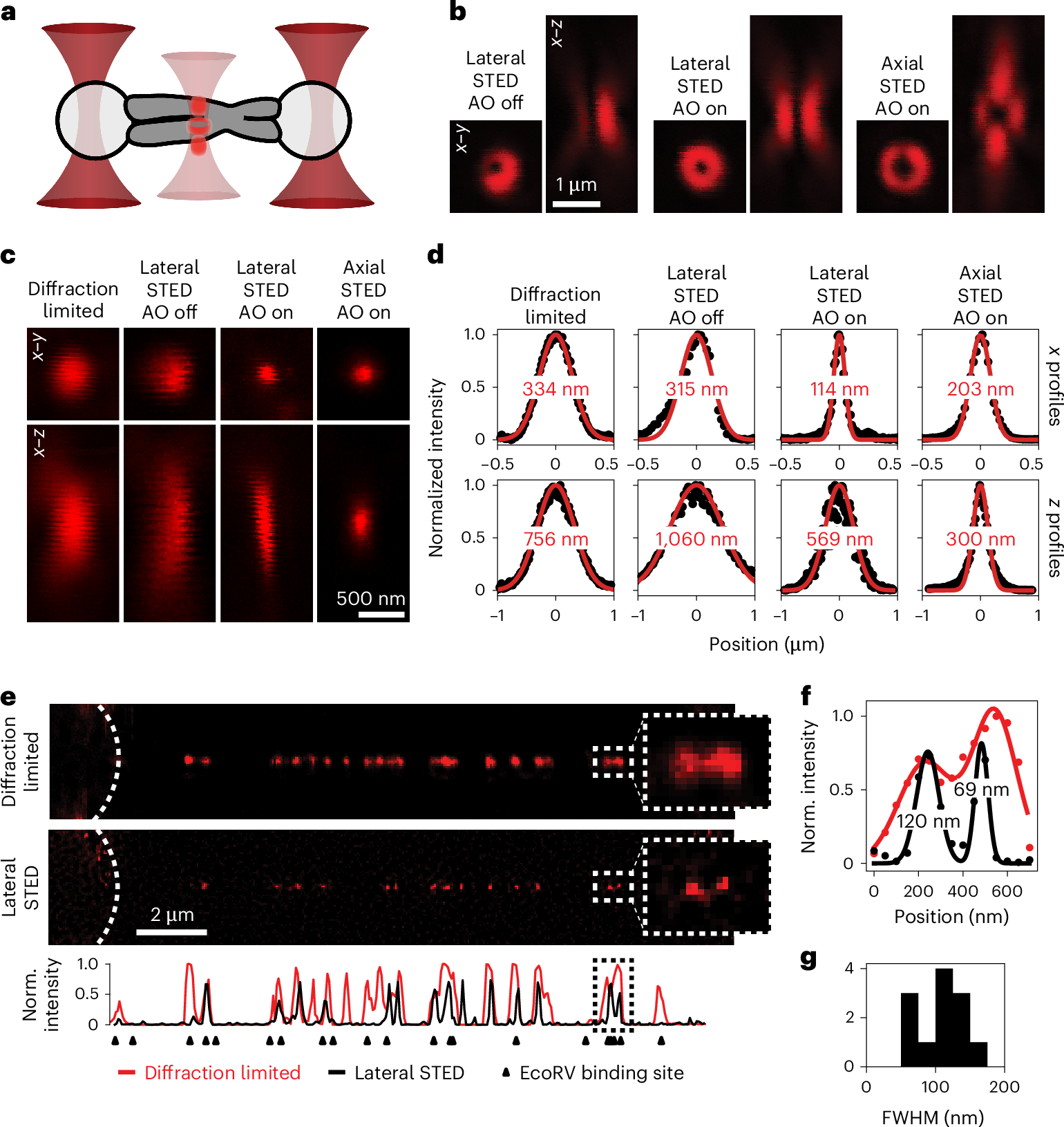 Large intra-chromosome heterogeneity leads to emergent nonlinear mechanics