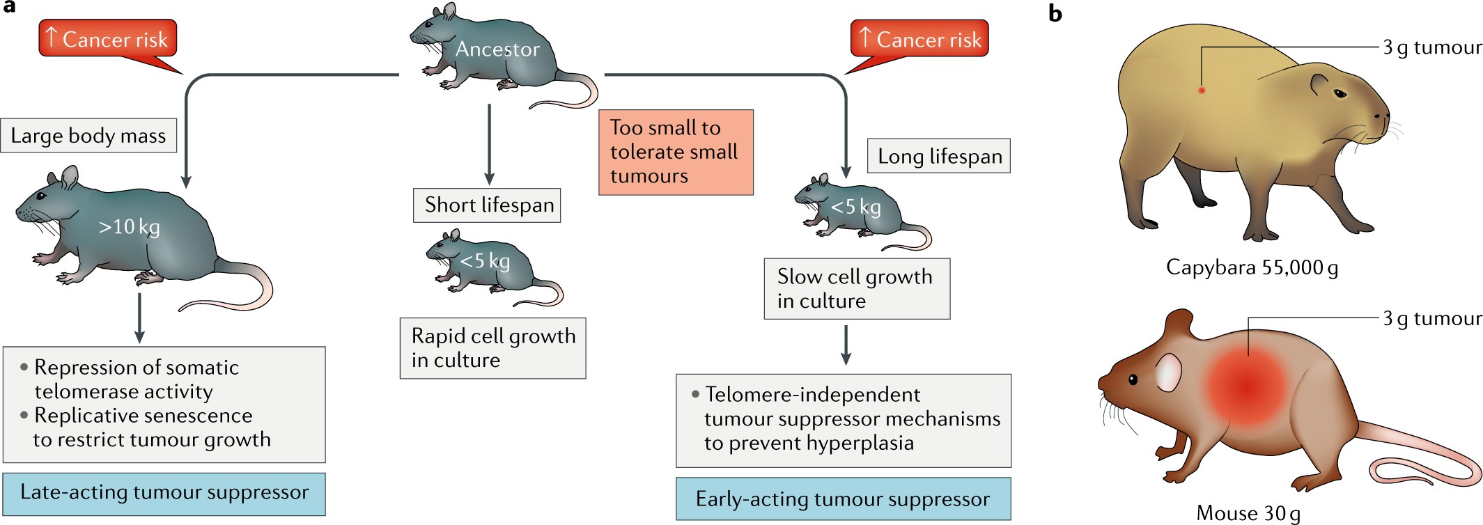 Mechanisms of cancer resistance in long-lived mammals | Nature Reviews  Cancer