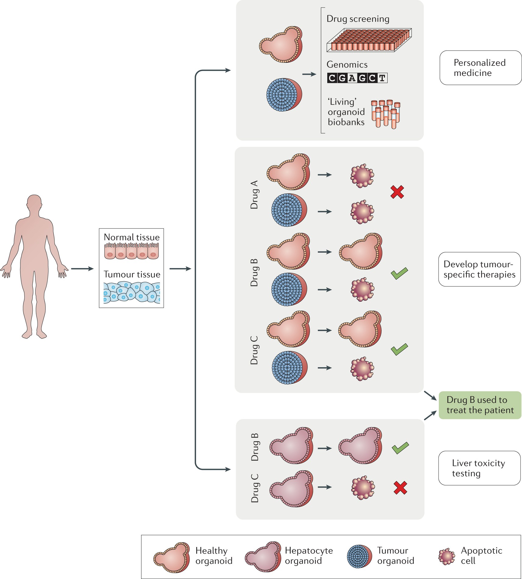 Organoids In Cancer Research Nature Reviews Cancer Organoids In Cancer Research Nature Reviews Cancer
