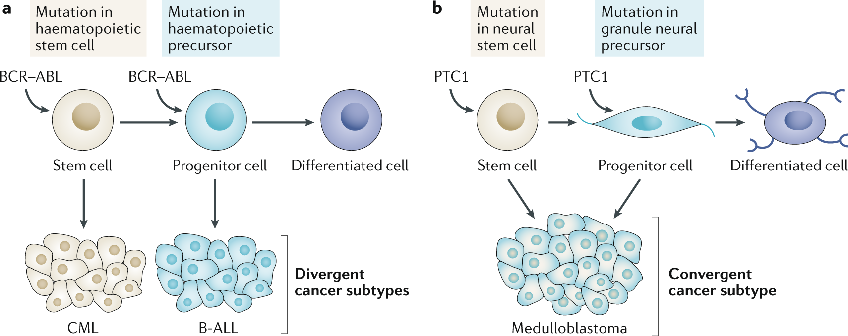 stem cell fate in cancer growth, progression and therapy