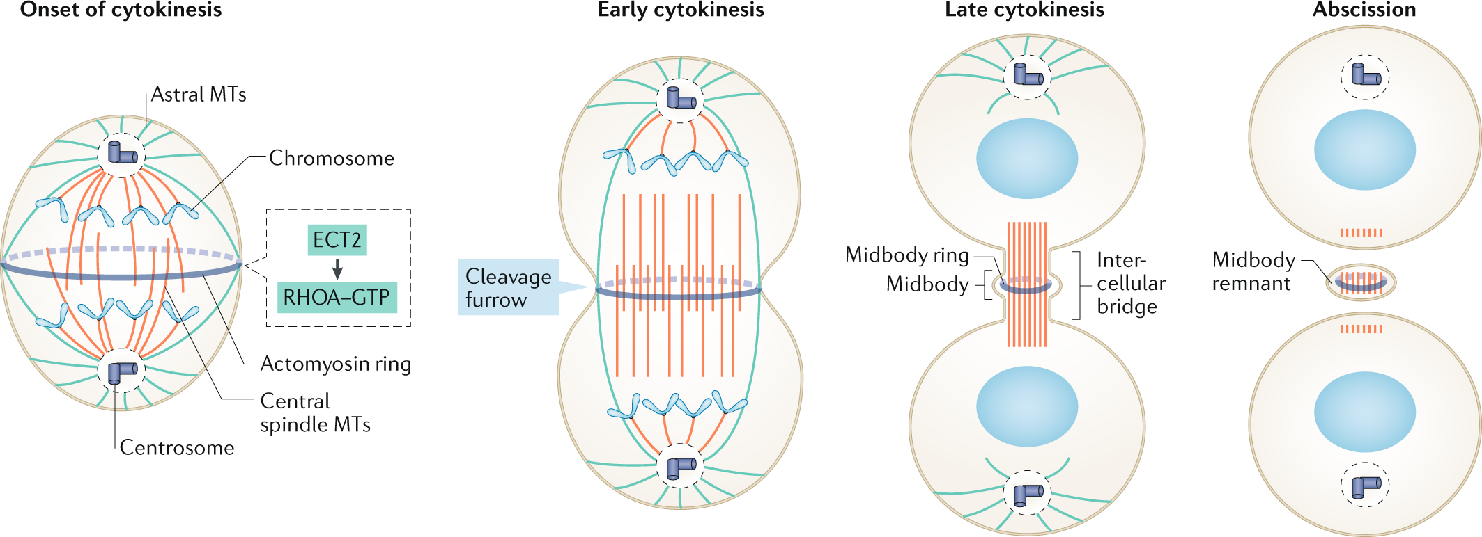 Cytokinesis Defects And Cancer Nature Reviews Cancer