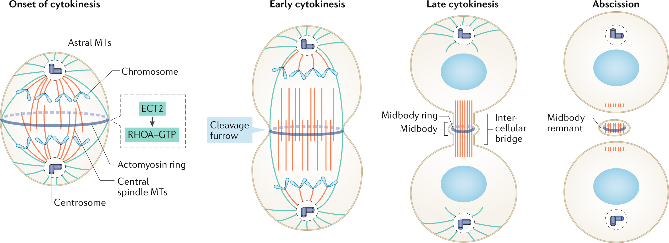 cytokinesis of mitosis diagram