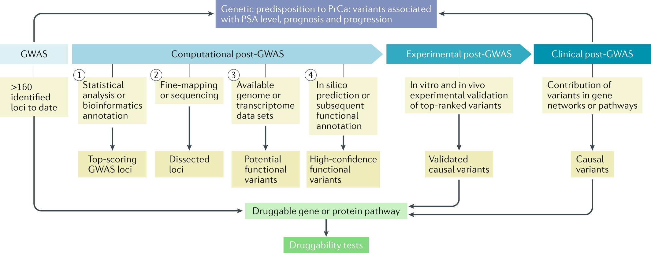 Post Gwas In Prostate Cancer From Genetic Association To - 