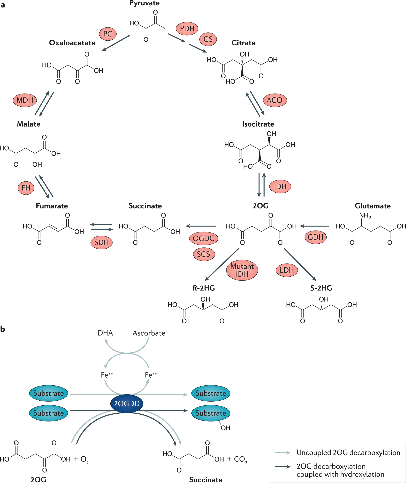 glutathione dependent dehydrogenase 2-Oxoglutarate-dependent dioxygenases in cancer Frontiers | Gut Microbiota 3-bottles OPTIONS:3-PACK