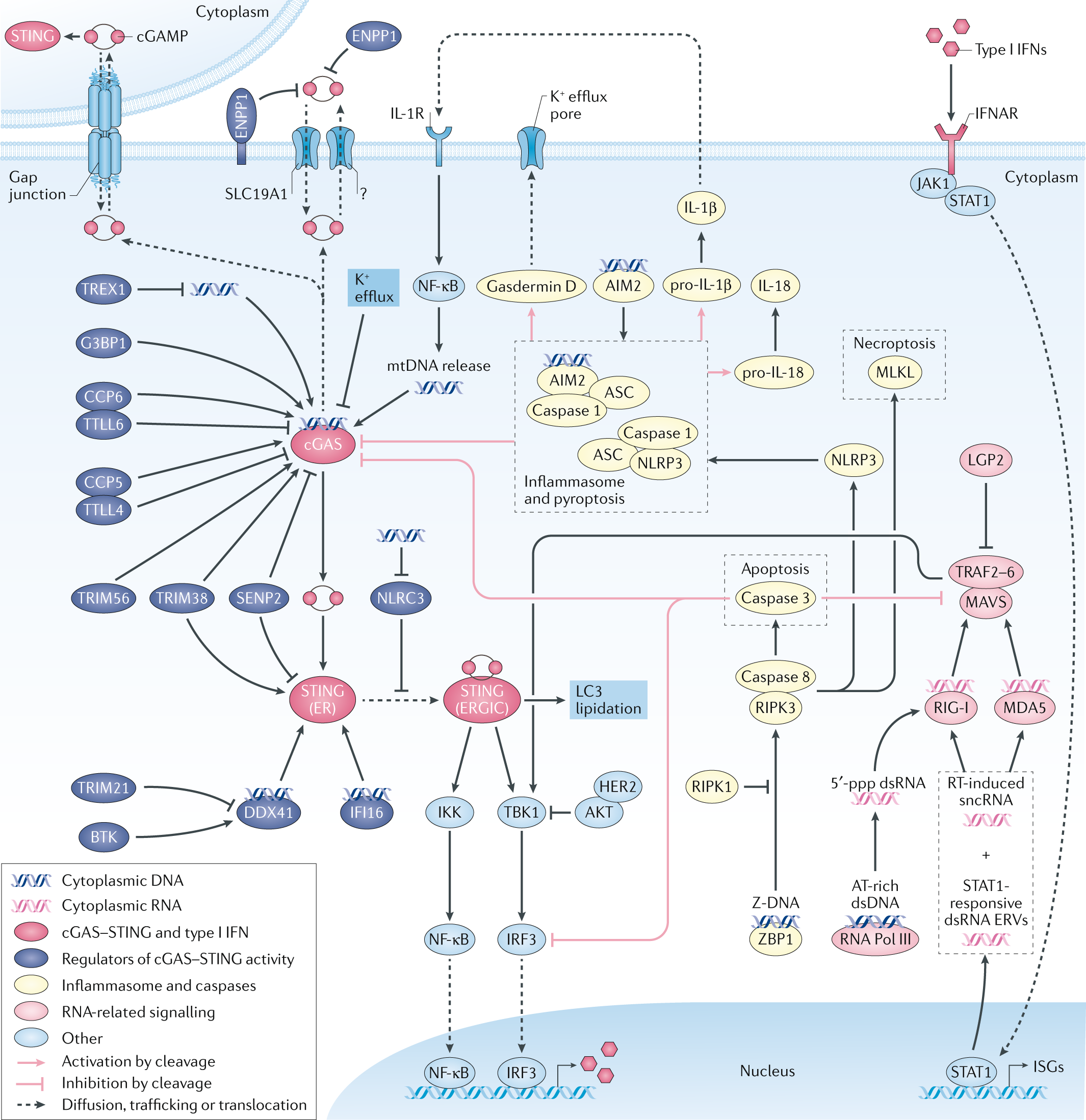 Inflammatory microenvironment remodelling by tumour cells after  radiotherapy | Nature Reviews Cancer