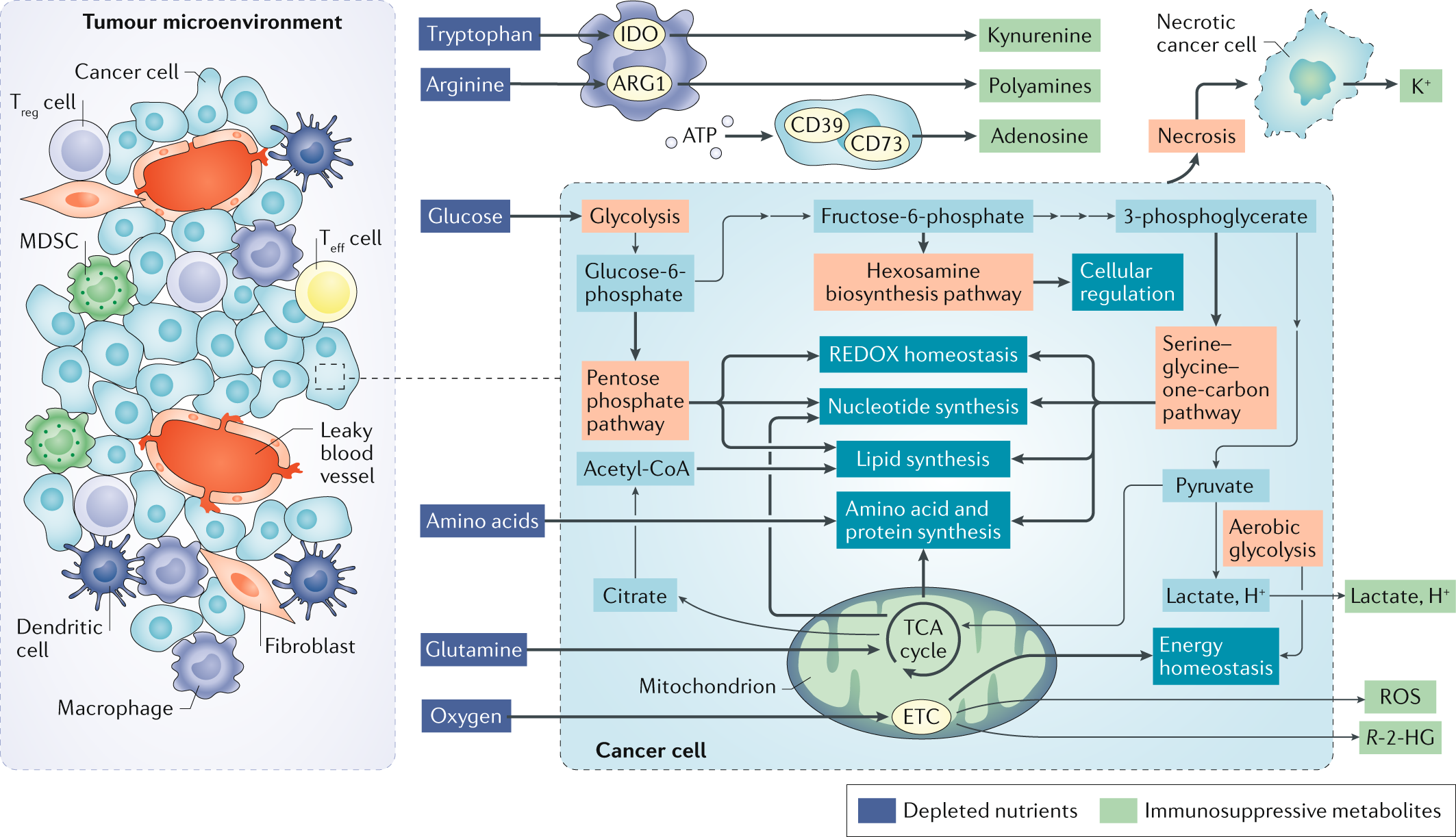 Translational Control of Immune Evasion in Cancer: Trends in Cancer