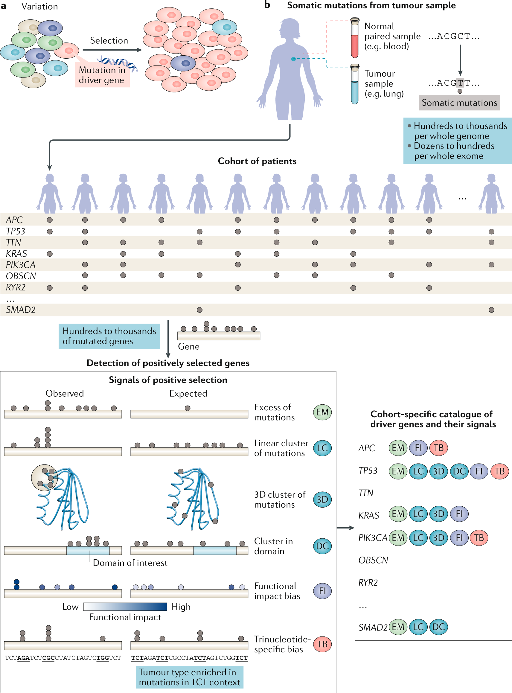 All mutations and their apperances?