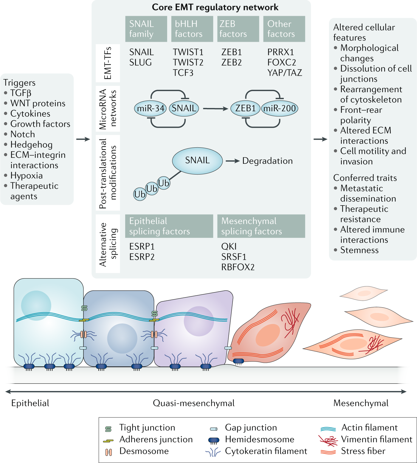 Linking Emt Programmes To Normal And Neoplastic Epithelial Stem Cells Nature Reviews Cancer Linking Emt Programmes To Normal And Neoplastic Epithelial Stem Cells Nature Reviews Cancer