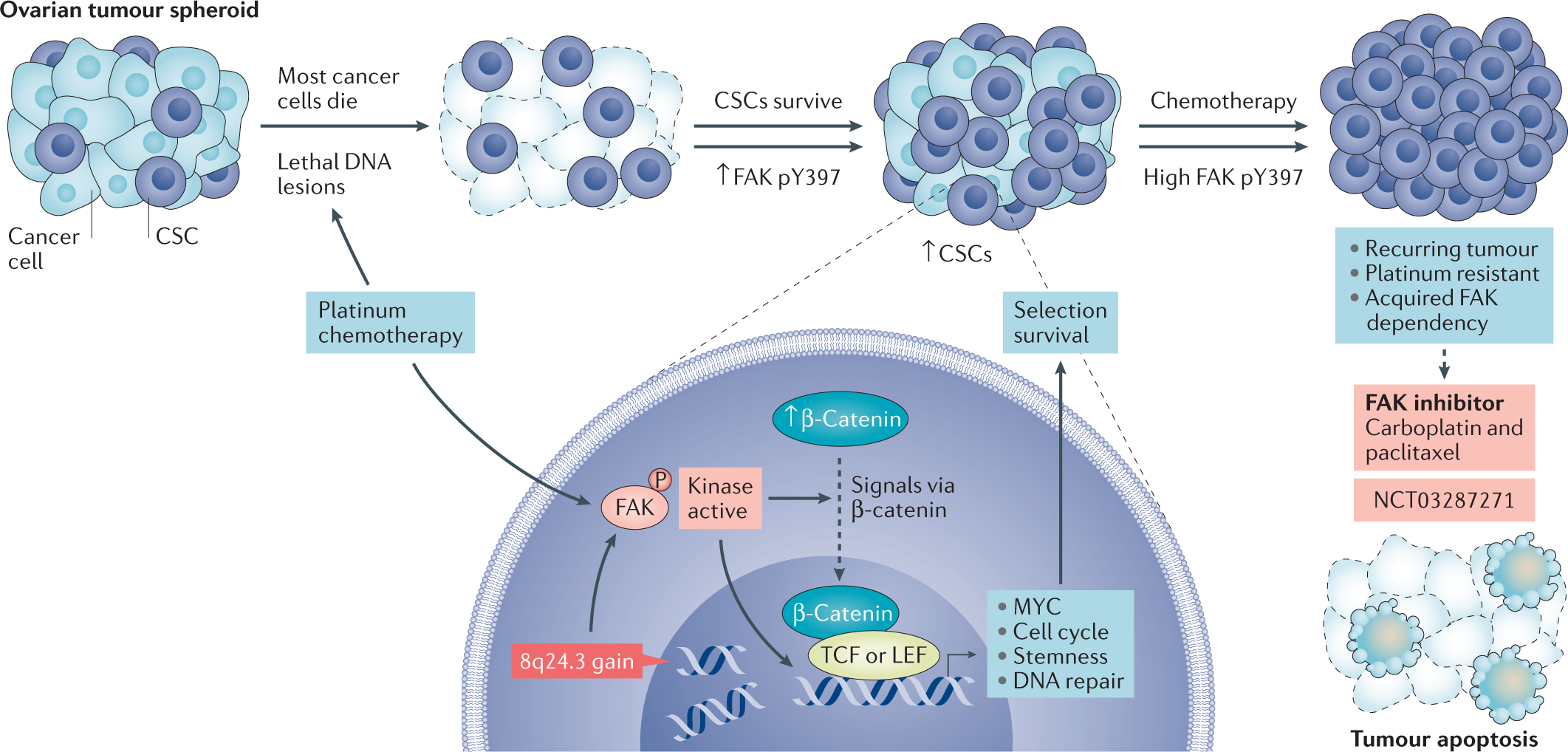 Targeting FAK in anticancer combination therapies | Nature Reviews Cancer