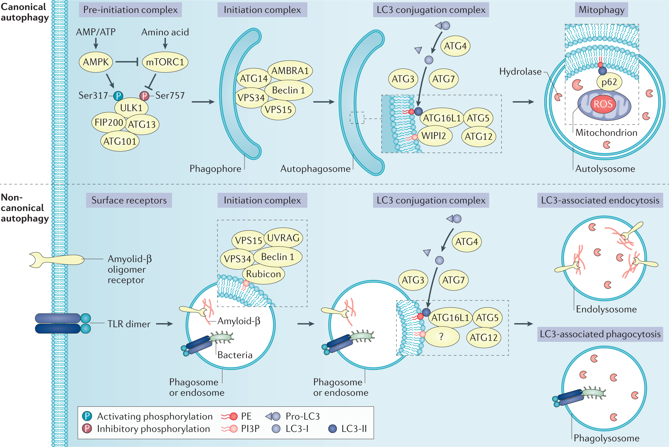 Targeting PP2A-dependent autophagy enhances sensitivity to