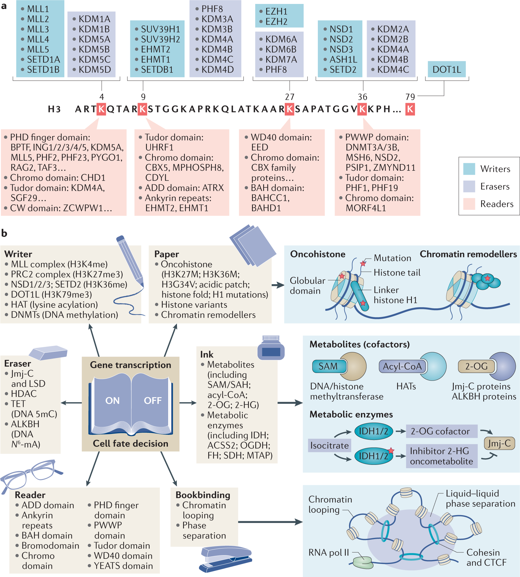 (PDF) Identification of de novo EP300 and PLAU variants in a