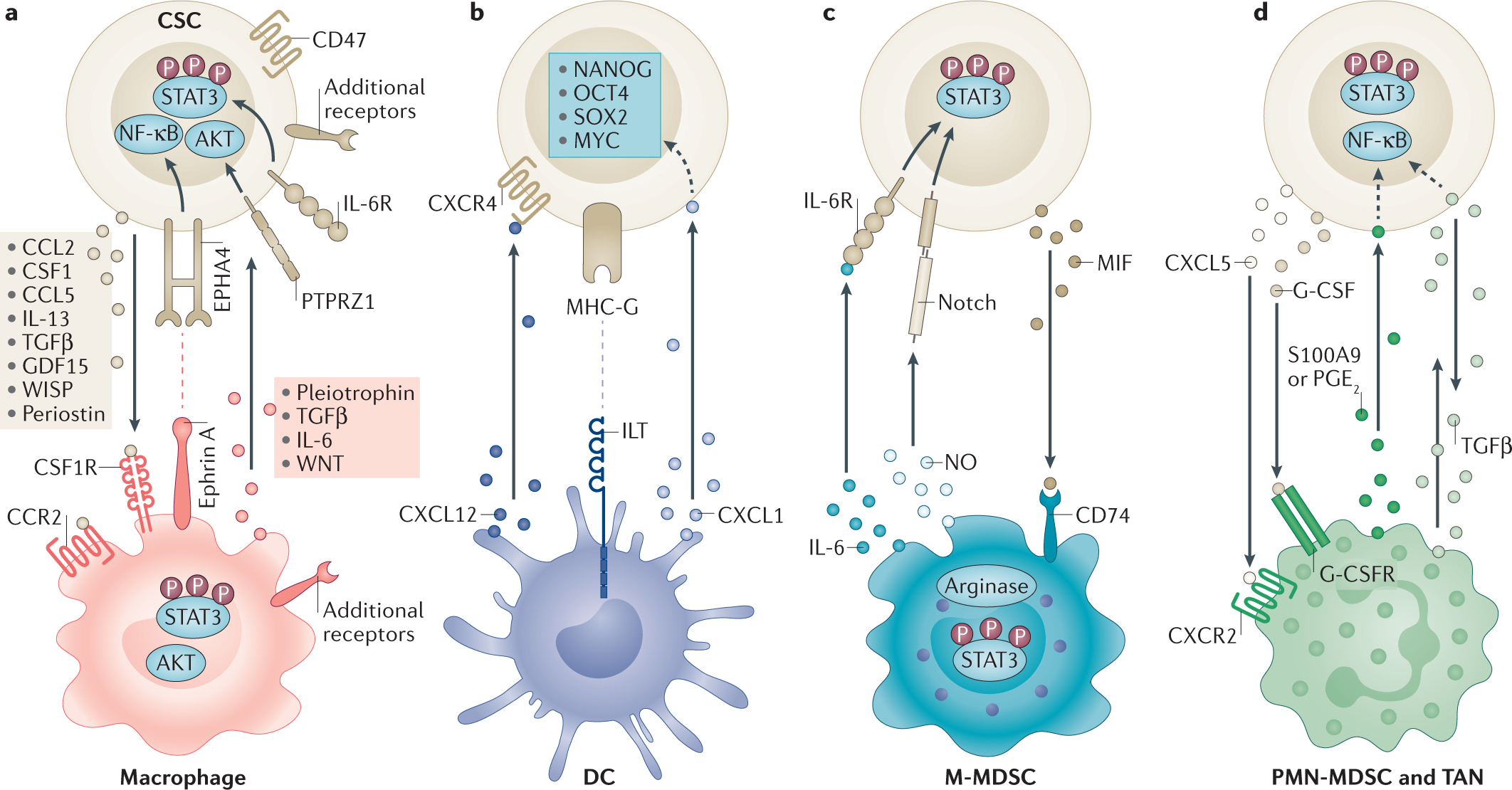 Cancer stem cell–immune cell crosstalk in tumour progression