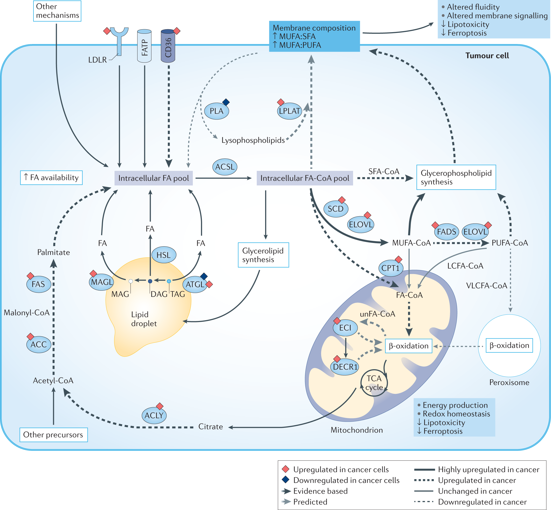 Tumour fatty acid metabolism in the context of therapy resistance and  obesity | Nature Reviews Cancer