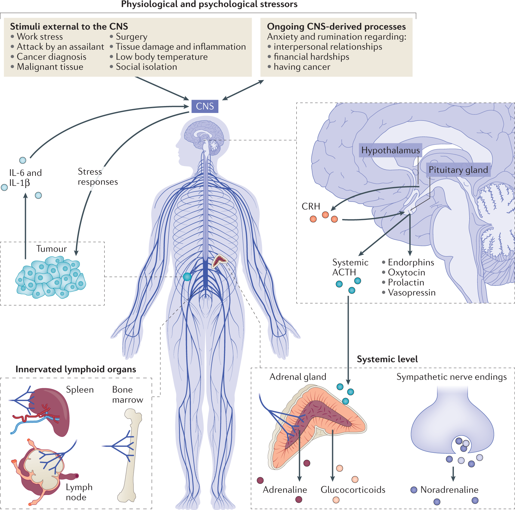 Stress and cancer: mechanisms, significance and future directions | Nature  Reviews Cancer