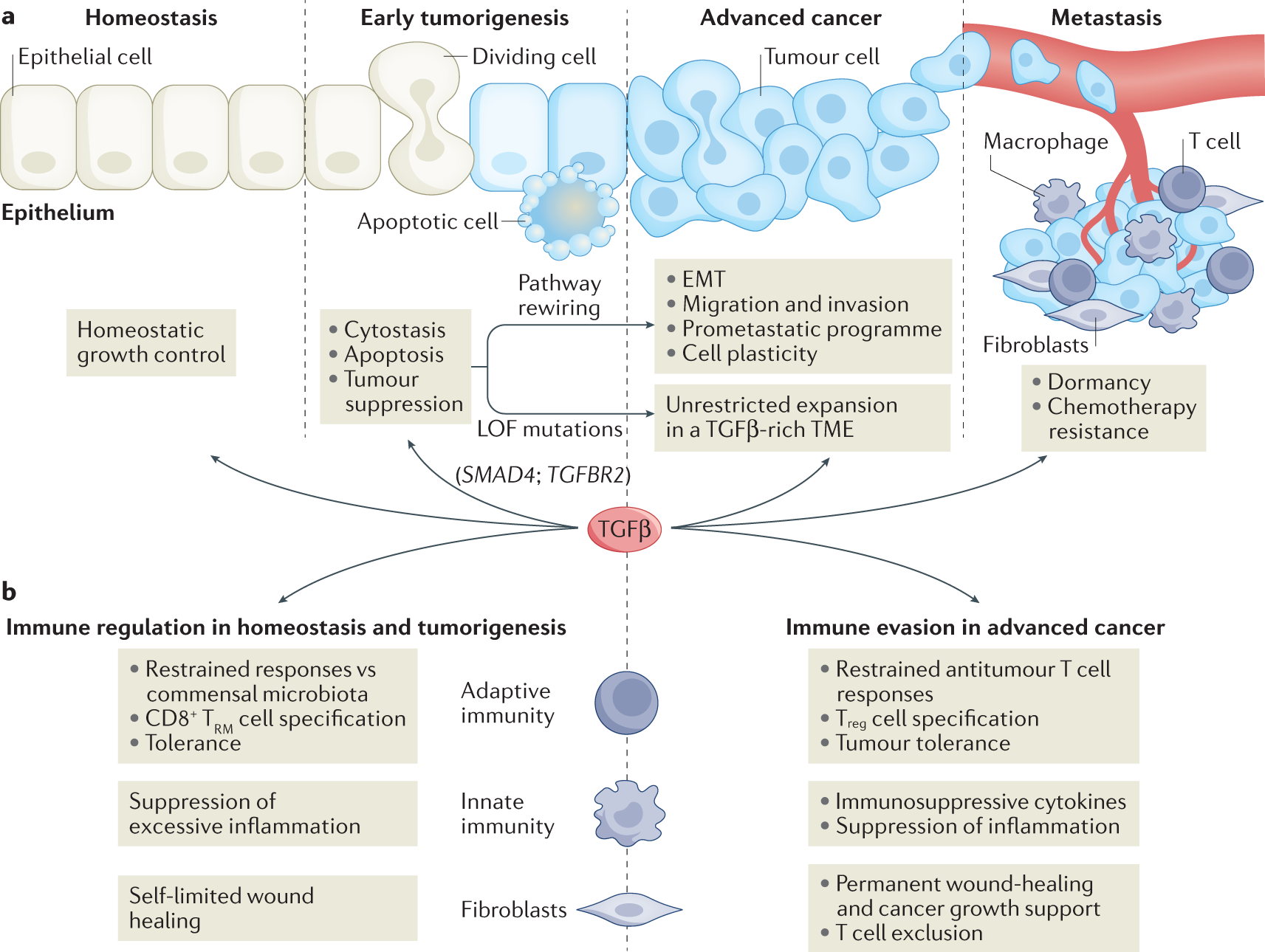 Translational Control of Immune Evasion in Cancer: Trends in Cancer