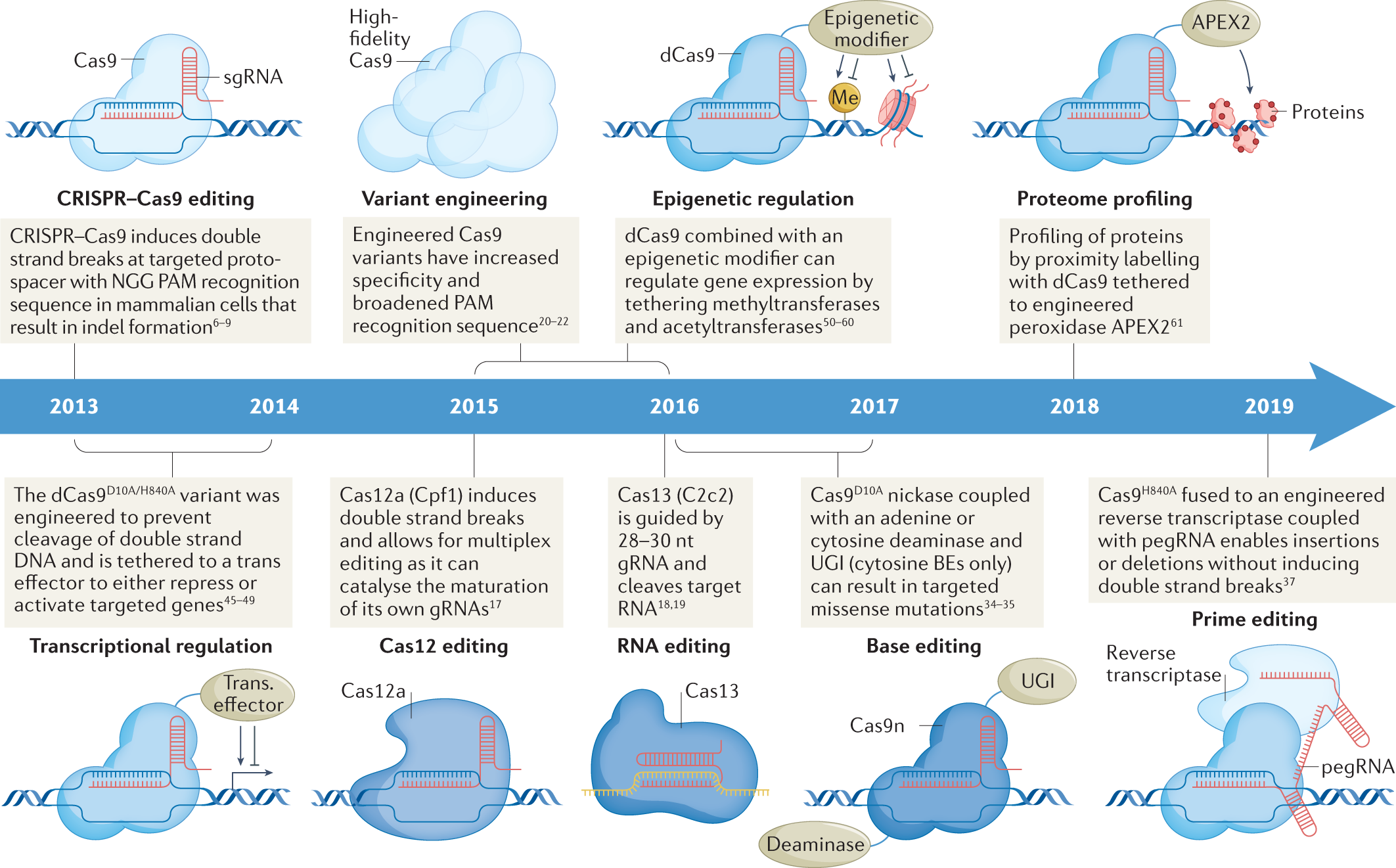 CRISPR in cancer biology and therapy | Nature Reviews Cancer