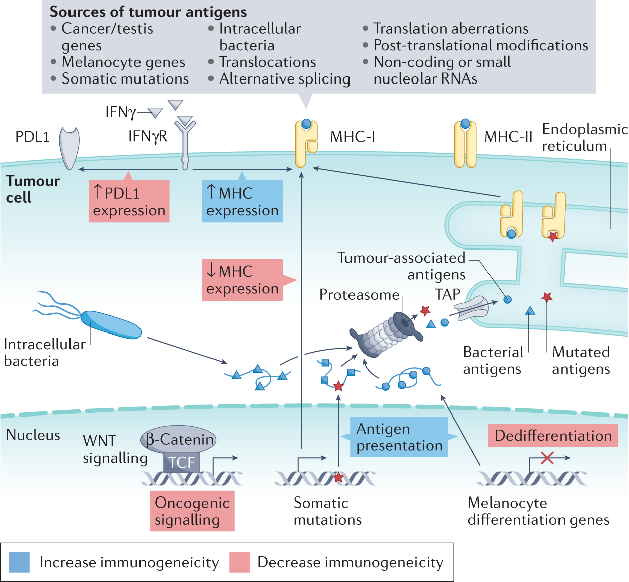 How melanoma evades the immune system