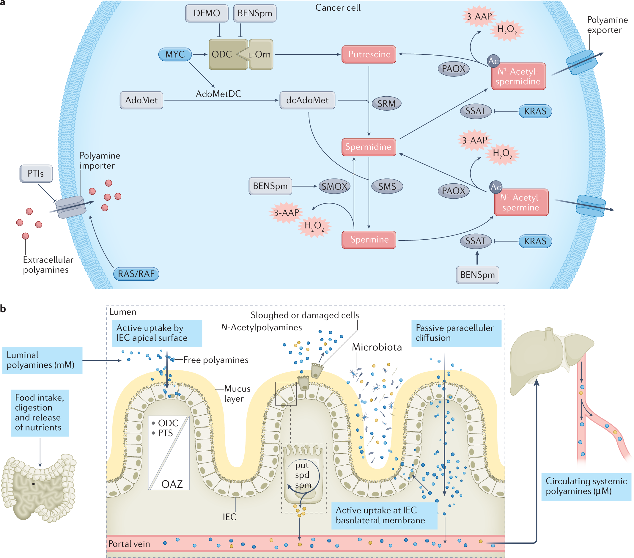 Polyamines in cancer: integrating organismal metabolism and antitumour  immunity | Nature Reviews Cancer