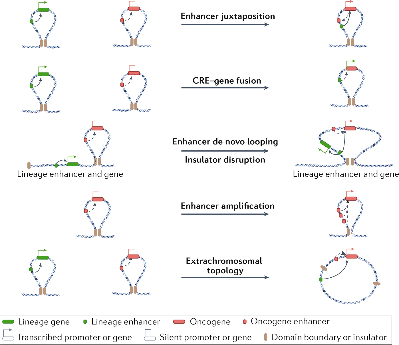 Structural variations in cancer and the 3D genome