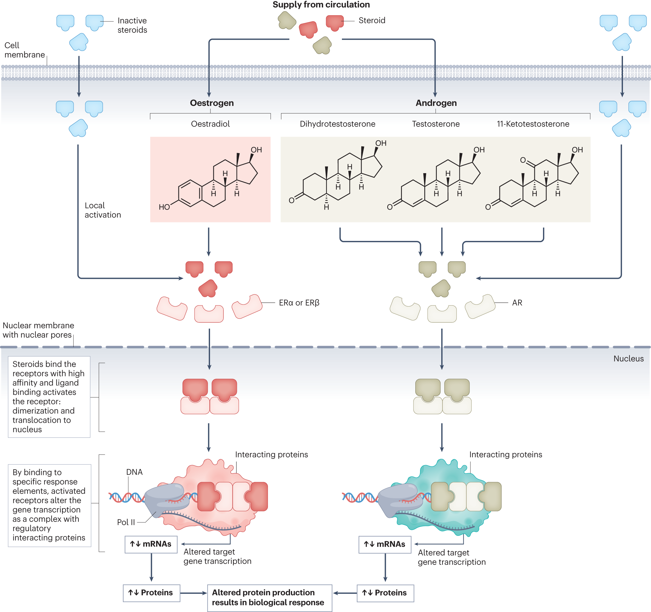 Targeting sex steroid biosynthesis for breast and prostate cancer therapy |  Nature Reviews Cancer, image size:2182x2050